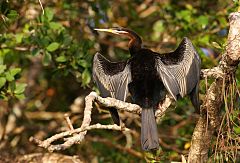 Australasian Darter